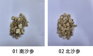 02北沙参.png