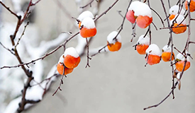 健康促进丨立冬:潜阳养精正当时