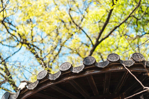 药师说药丨春尝野菜正当时！玉泉药师教您“辨真伪、知功效、避风险”